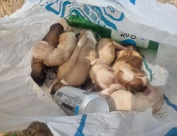 쓰레기봉투에 버려진 강아지들, 범인 붙잡혔다...“몸이 아파서 못키워”