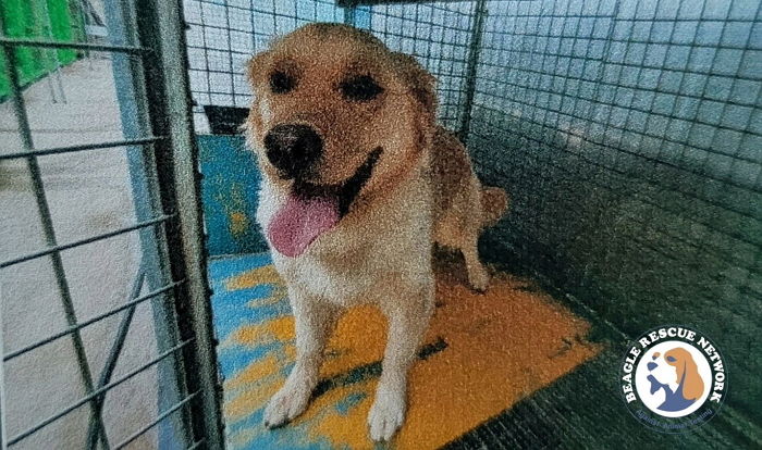‘천사 골댕이’ 레트리버도 ‘들개’라며 입양 공고 없이 안락사한 부산 동물 보호소