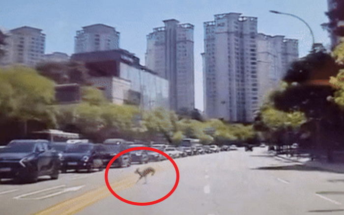 “강남 8차선 도로 위험천만하게 헤매고 다니는 아기 사슴 구해주세요” (영상)