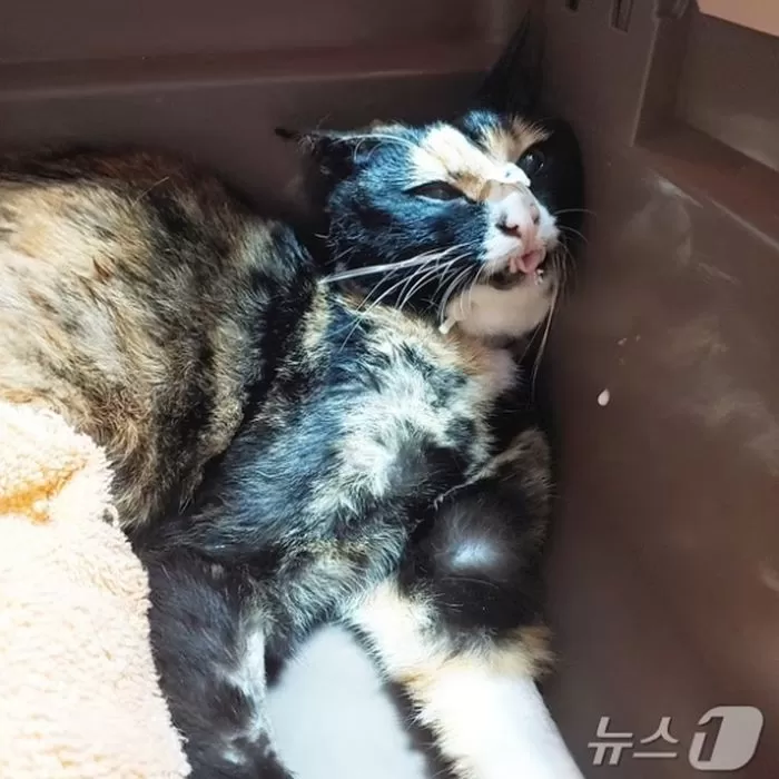 인사이트