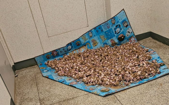 “아파트 복도에서 ‘마늘’ 말리는 이웃집 빌런 때문에 구린 향기 진동합니다”