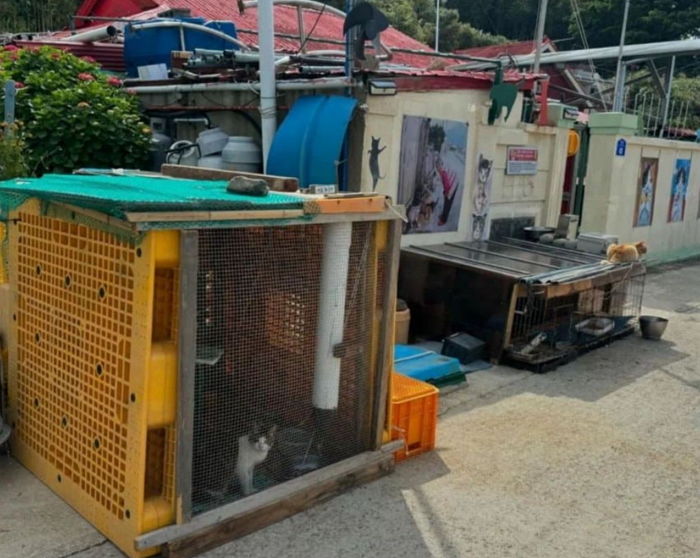 길냥이 목줄에 묶은 뒤 돈 받고 먹이 주기 체험하는 전남 고흥군 ‘고양이섬’ 주민