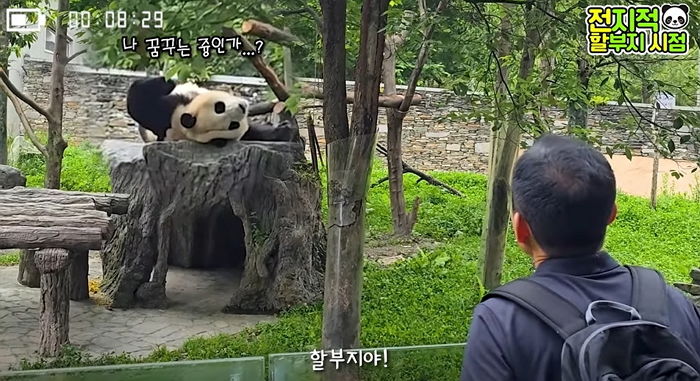 3개월 만에 재회한 푸바오 다시 중국에 두고 떠나는 강철원 사육사 표정 (영상)