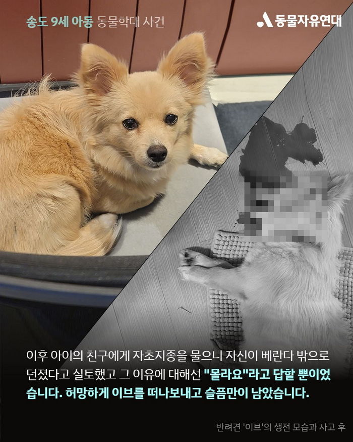 친구네집 반려견 창밖으로 던져 죽인 9살 초등학생...이유 묻자 한 황당한 답변