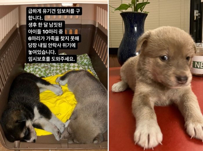“어느 촬영팀이 강아지 10마리를 한꺼번에 입양했다가 촬영 끝난 후 ‘파양’ 했습니다”