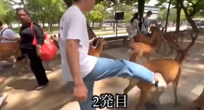 일본 나라공원서 사슴 발로 차는 관광객... “중국인이 천연기념물 폭행했다” 분노 쏟아져 (영상)