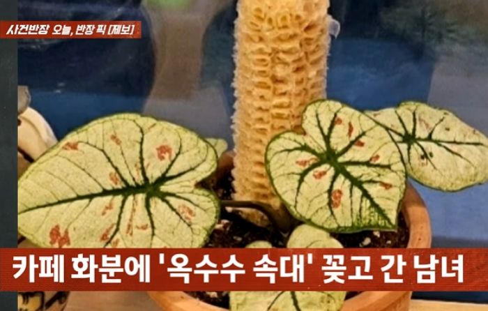 “배려해줬더니”... 카페에 ‘옥수수’ 가져와 먹더니 속대 화분에 꽂아놓고 간 40대 커플