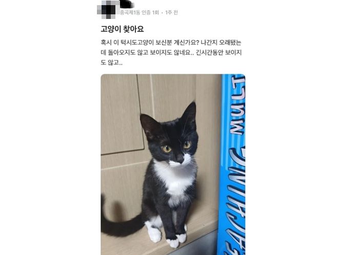“실종된 고양이 찾는다”며 글 올리더니... 임시보호자 댓글 달리자 주인이 한 말