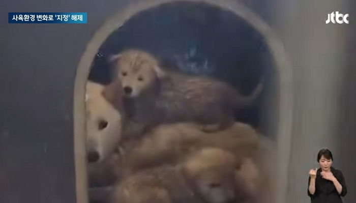 버려진 천연기념물의 운명... 진돗개 26마리 무더기 안락사 위기