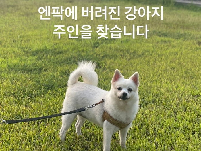 35도 폭염 속 창원 야구장에 버려진 강아지... 직원들이 ‘임보’하던 중 깜짝 근황 전했다