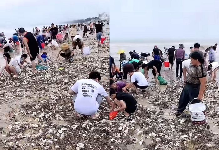 군인들은 태풍 피해복구하고 있는데...파도에 쓸려온 조개 줍느라 정신없는 주민들 (영상)