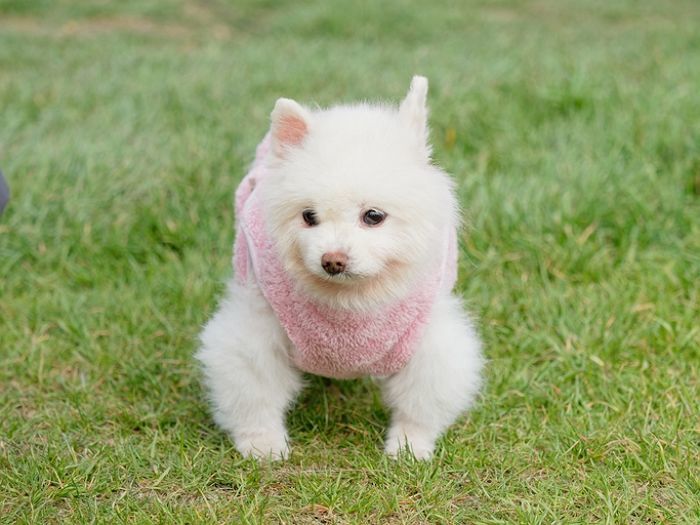 강아지·고양이 키우면 세금 낸다?... 정부, ‘반려동물 보유세’ 도입 검토