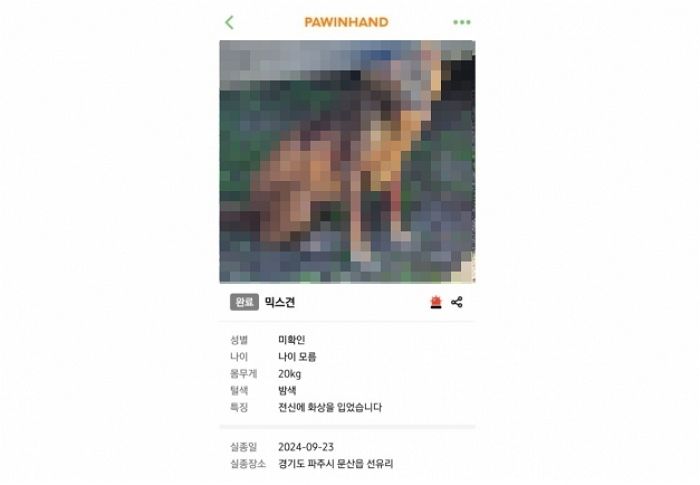 토치로 ‘전신화상’ 입은 유기견, 구조 하루만에 숨져... “유사한 학대로 이미 사망한 강아지 발견”