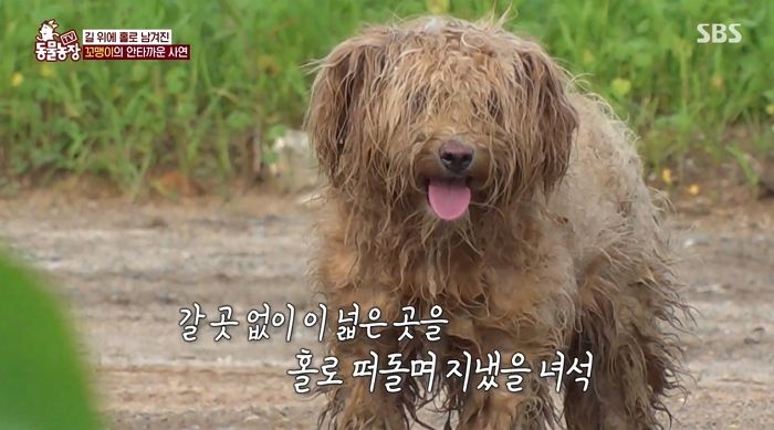 주택단지 철거되며 주인에 버려진 뒤 의지하던 동생 강아지까지 잃은 ‘바야바견’의 슬픈 사연 (영상)