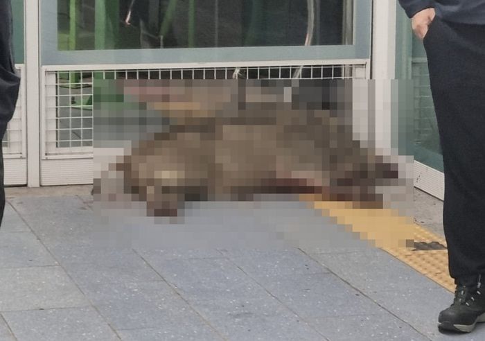 “승객 팔 물어 뜯어”... 전철역 쳐들어가 난동부리다 사살된 ‘100kg 멧돼지’