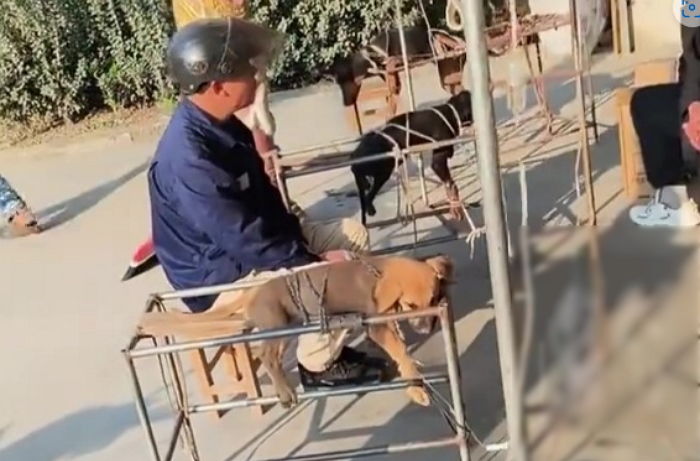 길에서 발견한 단체로 철제에 묶인 강아지들... “신고하려 했더니 링거가 꽂혀 있었습니다”