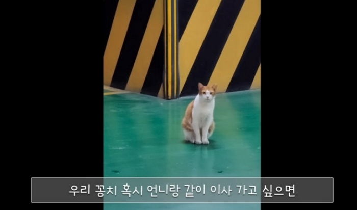 저녁밥 먹으러 오던 길냥이... “이삿날 아침 10시까지 나오면 같이 가자”라는 말에 보인 반응