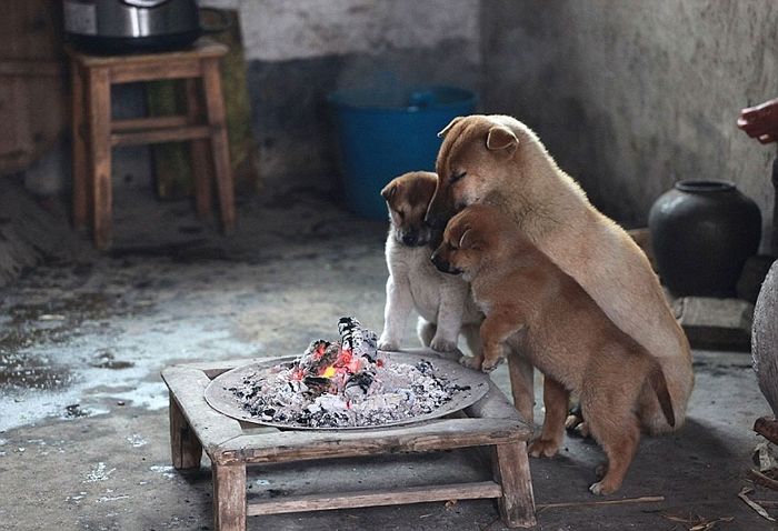 강추위에 화로에 불붙여 달라 내내 짖은 ‘시고르자브종’ 댕댕이들이 보인 귀여운 반응 (사진 5장)