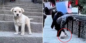 데굴데굴 이미지