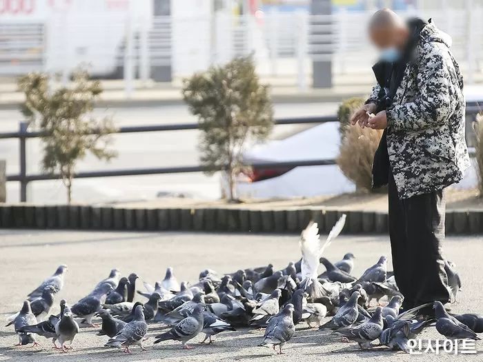 “비둘기 먹이 주지 마세요”... 내년 3월부터 비둘기에 ‘밥’ 주다 걸리면 최대 100만원