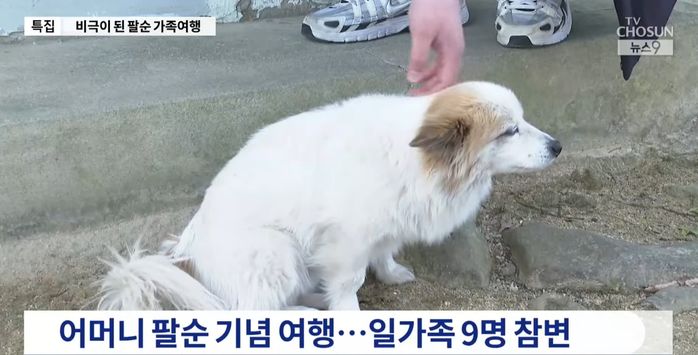 ‘제주항공 여객기 참사’로 주인 세상 떠난지 모르고 하염없이 기다리는 강아지 (영상)
