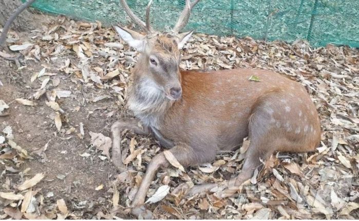 사람 2명 ‘뿔’로 들이받은 뒤 포획돼 안락사 위기... ‘광교산 꽃사슴’ 이야기 결말