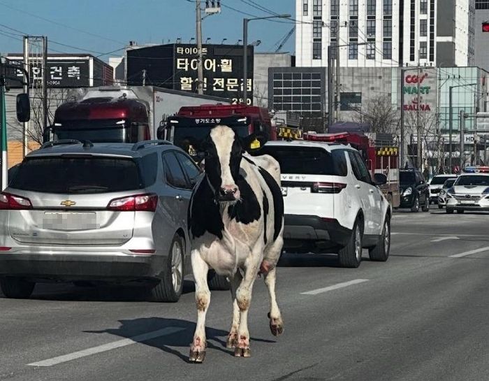 도축장 끌려가는 길, 살고 싶었던 젖소 2마리... 자유 꿈꾸며 ‘필사의 탈출’ 감행했다
