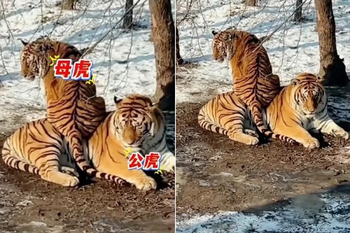 엉덩이 시려 남편 방석으로 삼은 암컷 호랑이... “천하의 호랑이도 아내에겐 꼼짝 못해” (영상)