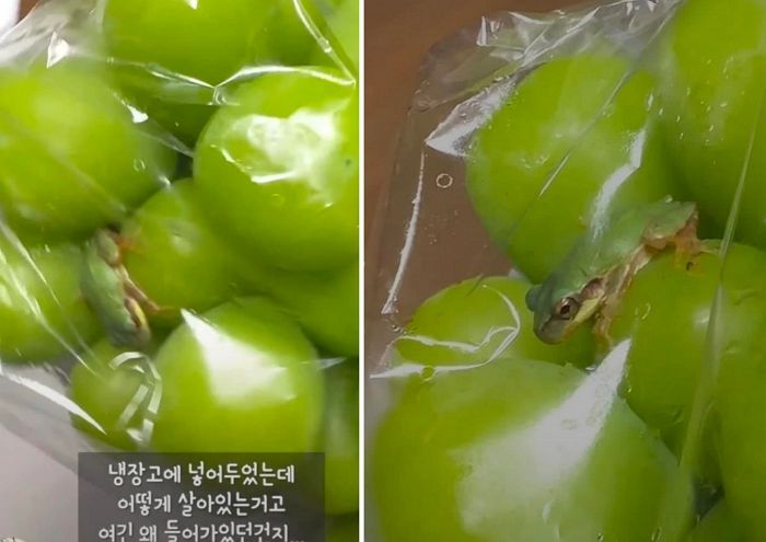 마트에서 산 샤인머스켓에 딱 붙어있던 ‘청개구리’... 3년 지난 현재, 놀라운 근황 전했다