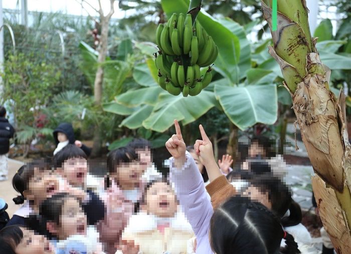 ‘제베리아’ 제천에 바나나 주렁주렁... 아이들 “와 신기하다”