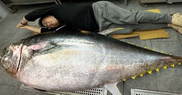 동해에서 잡혔다는 200kg급 ‘슈퍼참치’... 회로 떠서 직접 맛본 유명 셰프가 감탄하며 한 말
