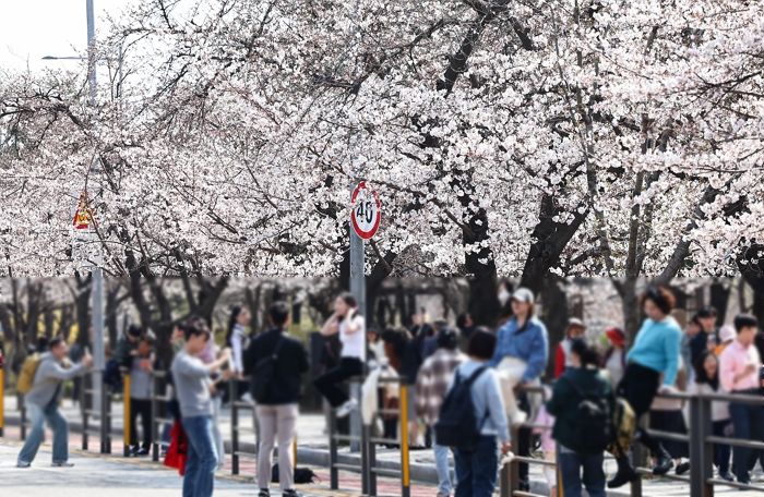 ‘벚꽃’ 이번주가 절정... 9일 저녁 ‘비소식’ 있어 빨리 안보면 꽃잎 다 떨어진다