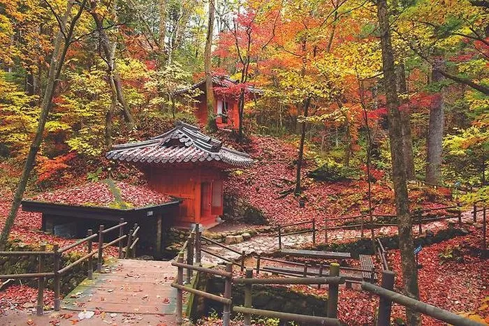 낙엽 가득한 밀브릿지 가을 풍경(평창군청 제공)