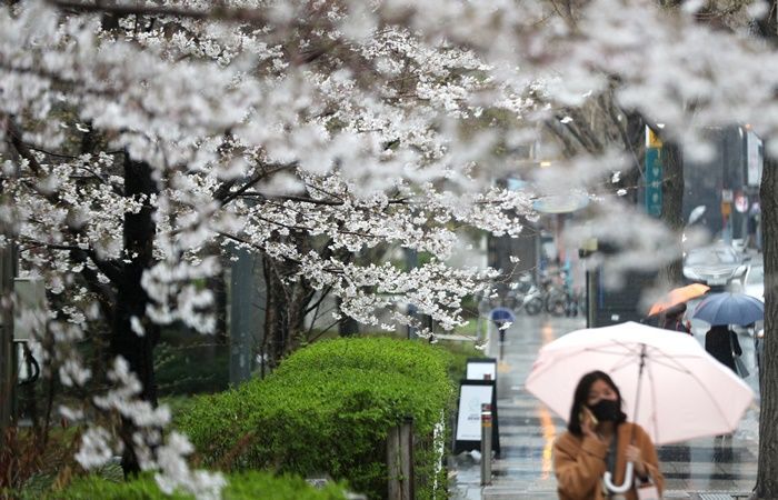 주말 태풍급 비바람 분다... “벚꽃 못 보신 분  빨리 보세요”