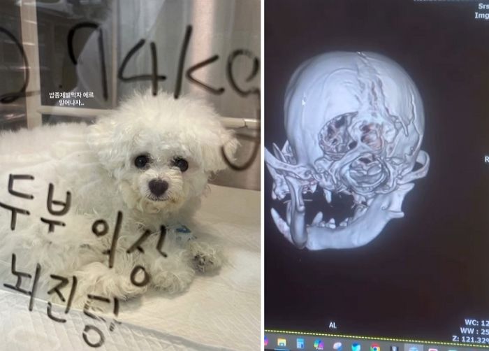“미용 맡긴 반려견 패대기쳐 두개골 깨트린 업주가 되레 소송을 진행하겠답니다” (영상)
