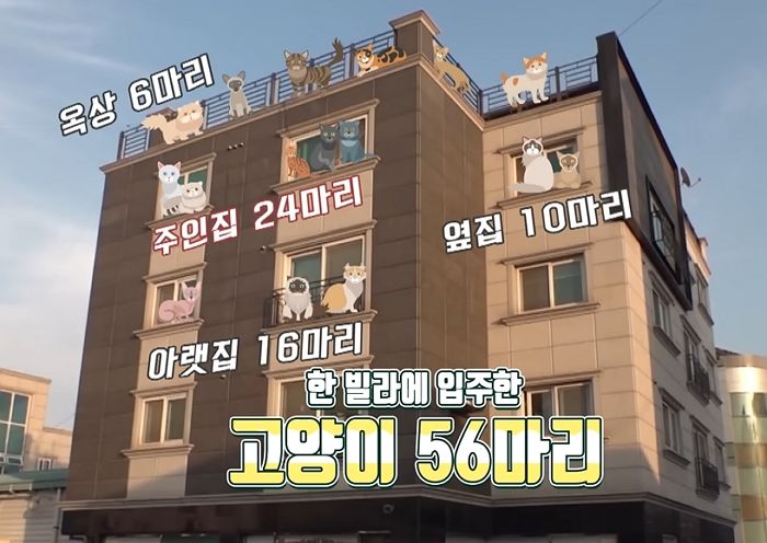 구조한 길냥이들 위해 빌라 3채 사서 ‘캣빌라’ 만든 능력자 캣맘 (사진)
