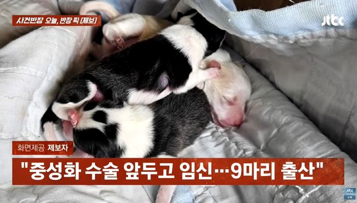 “원하지 않던 반려견 임신”... 9마리 새끼에 견주가 멘붕 온 이유