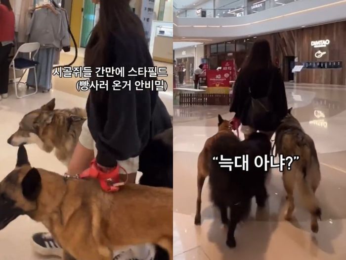 “맹견 아니라 ‘입마개’ 안 해도 돼”... 울프독 세 마리와 쇼핑몰 활보한 여성 논란