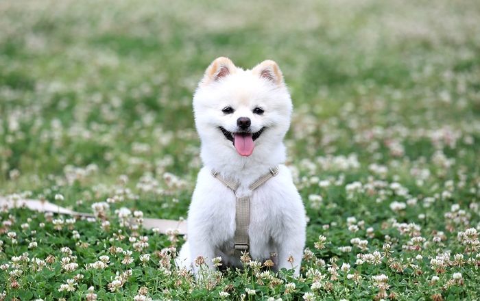 우리집 댕댕이 먹인 영양제, 알고보니... 20개 중 절반 ‘허위·과대 표시’