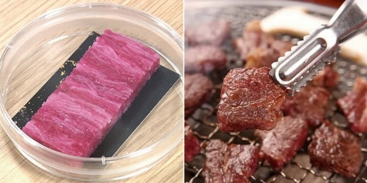 집에서 소고기 키우는 미래가 온다? 가정용 배양육 기술 공개에 뜨거운 관심!