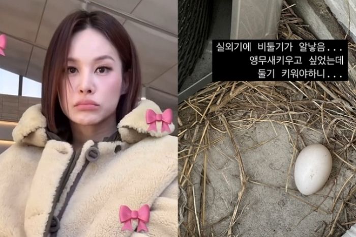“키워야 하나요?”... 실외기서 ‘비둘기 알’ 발견한 유명 가수, 반전 결과 전했다
