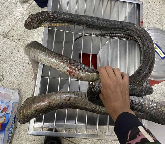 맹독 품은 4m ‘킹코브라’에 물리자 맨손으로 때려잡아 병원에 가져온 여성