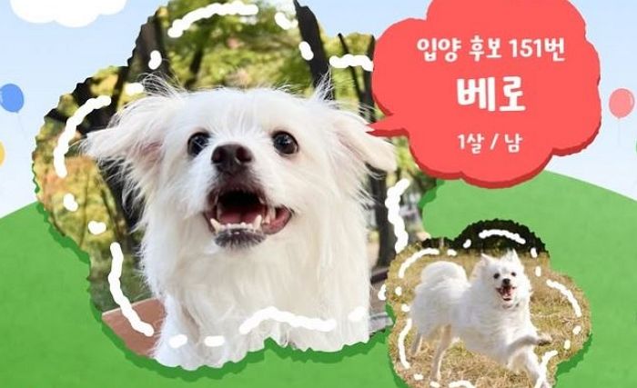 추운 겨울 도살장 옆에 버려진 강아지 베로... 새 가족 직접 찾으러 ‘레드카펫’ 나선다 (영상)