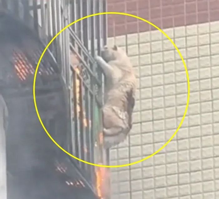 불길 치솟는 베란다 난간 꽉 잡고 필사적으로 매달린 고양이... 10분간 사투 끝에 목숨 건져 (영상)