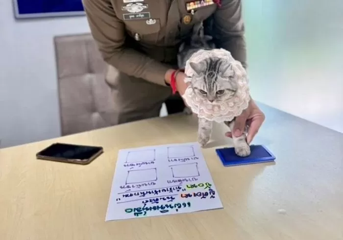 인사이트