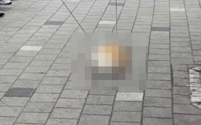 주인 출근한 사이 오피스텔 12층서 추락한 웰시코기... 경찰 “부검 진행”