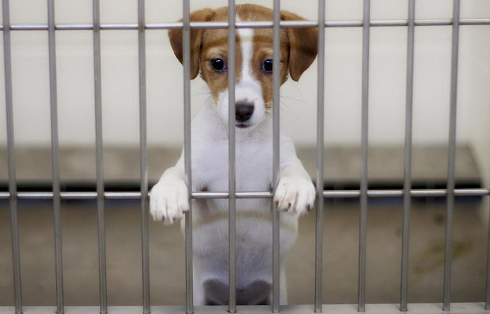 유기견 키우겠다더니... ‘무료 분양’받아 집에 데려온 강아지 ‘잡아먹은’ 중국 여성