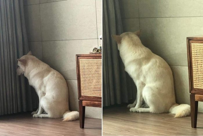 다리털 제모 중인 주인 보더니... ‘자기 차례’ 올까봐 구석에서 벌벌 떨고 있는 댕댕이