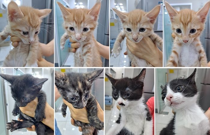 “새끼 고양이 8마리 박스에 담아 유기한 사람을 찾습니다”