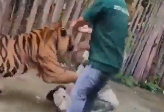 “태어날 때부터 훈련받았다더니”... ‘호랑이’ 옆에 딱 붙어 인증샷 찍으려던 남성의 최후 (영상)